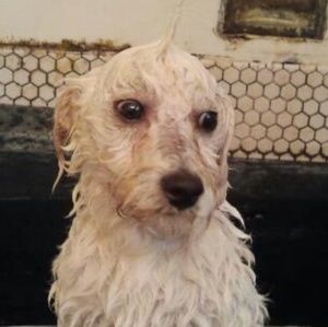 Meet your Posher, Alicia